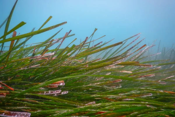 水中緑の海草、海草水中 — ストック写真
