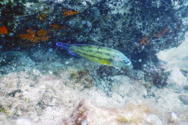 East Atlantic Peacock wrasse (Symphodus tinca) Subaquático — Fotografia de Stock