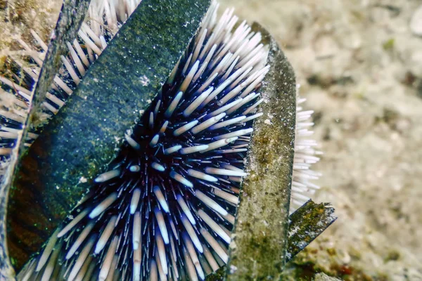 Undervattensfarkoster sjöborrar på en klippa, närbild Underwater Urchins — Stockfoto