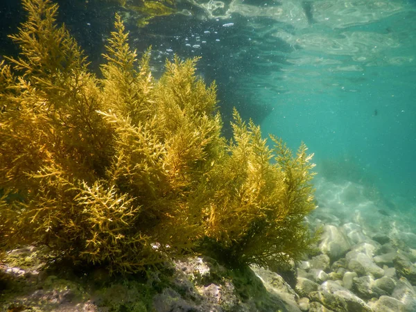 海藻の森、海藻水中、海藻浅瀬ネア — ストック写真