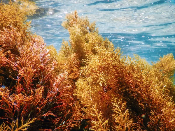 Wald aus Algen, Algen unter Wasser, Algen Flachwasser Nea — Stockfoto