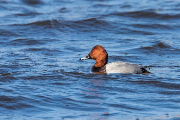 Pochard commun mâle nageant dans le lac (Aythya ferina) — Photo