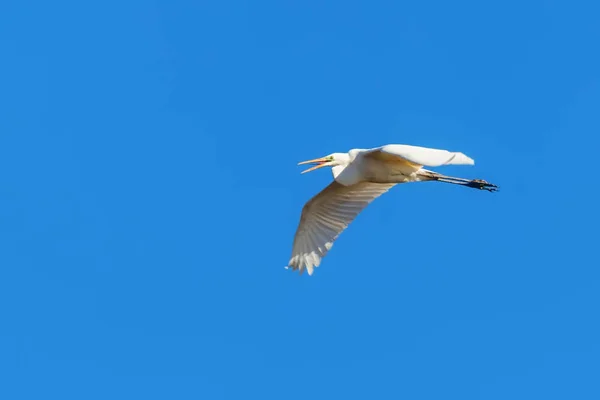 Great Egret Flying (Ardea alba) clear sky — Stock Photo, Image