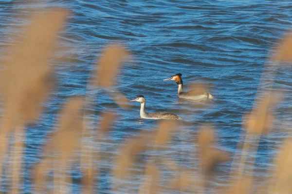 Grande par grebe crista na água (Podiceps cristatus) — Fotografia de Stock