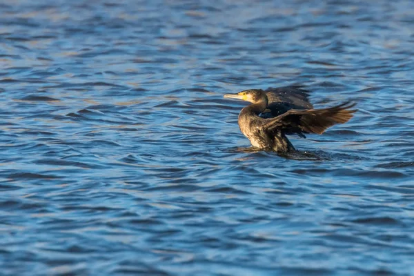 Kormorán velký, jeho křídla na vodě — Stock fotografie