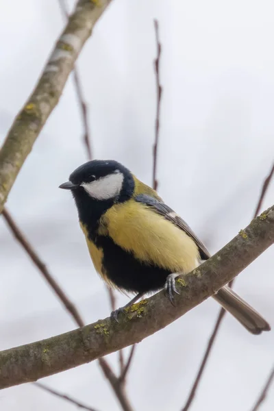 Talgoxe på gren (Parus major) söt liten fågel — Stockfoto