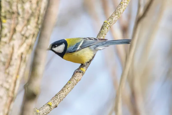 Kohlmeise auf Zweig (parus major) niedlicher kleiner Vogel — Stockfoto