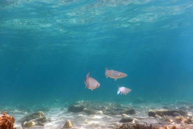 Sualtı sahne ışığı, Balık ve su yüzeyi. Sualtı Li