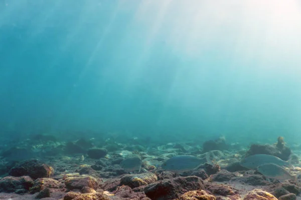 Raios de sol rochas subaquáticas e seixos no fundo do mar nadando fis — Fotografia de Stock