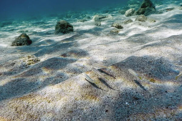Kumlu taban, suyun altında yüzen balıklar