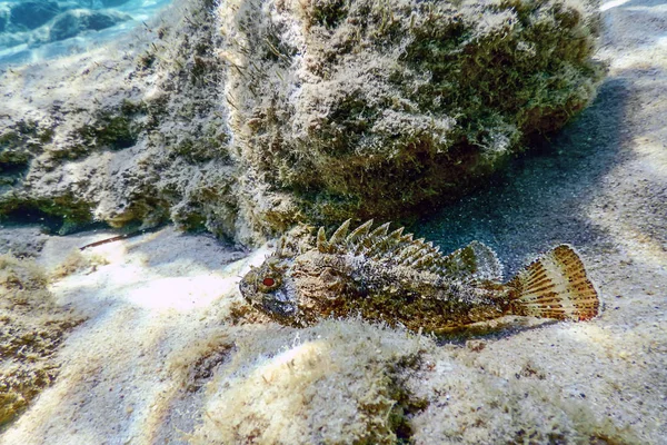 カサゴ水中水中生活。小さな赤いオニカサゴ — ストック写真