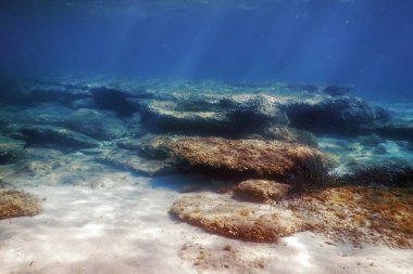 Sualtı Sahnesi Güneş Işığı, Su altı Hayatı.