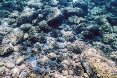 Deniz Yaşamı Su Altında Kayalar Güneş Işığı Altında Yaşam.