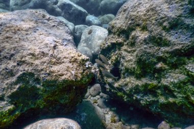 Deniz Yaşamı Su Altında Kayalar Güneş Işığı Altında Yaşam.