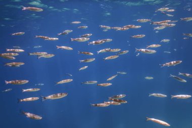 Suyun altındaki balık okulu. Suyun altındaki balıklar.