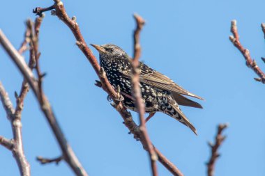 Bir dalda ortak Starling, Sturnus vulgaris