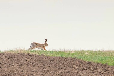 Avrupa Brown alan bahar ti içinde çalışan tavşan (tavşan europeaus)
