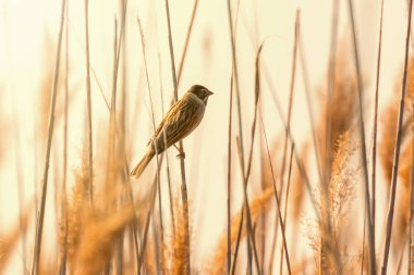 Sazlıkta oturan sazlık (Emberiza schoeniclus)
