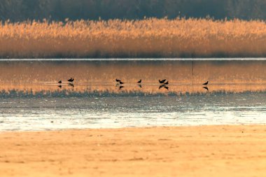 Kuzey Lapwing sürüsü uçuyor (Vanellus vanellus) gün batımı