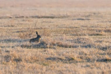 Avrupa kahverengi tavşan (tavşan europeaus) alanında gizleme tim bahar