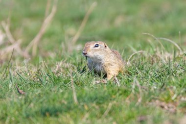 Avrupa zemin sincap, Souslik (Spermophilus citellus) natura