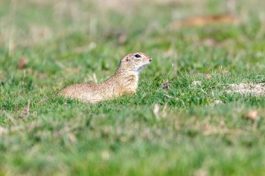 Souslik (Spermophilus citellus) Avrupa zemin sincap 
