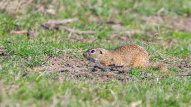 Avrupa zemin sincap, Souslik (Spermophilus citellus) natura