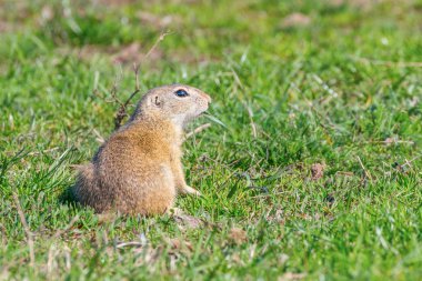 Avrupa zemin sincap, Souslik (Spermophilus citellus) natura