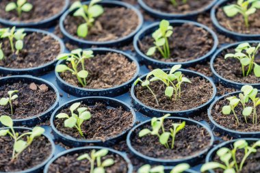 Rucola Hydroponic çiftlik. Genç Rucola bitkiler, genç roketleri, Ruco