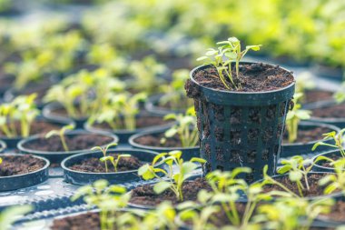Rucola Hydroponic çiftlik. Genç Rucola bitkiler, genç roketleri, Ruco
