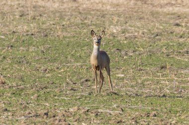İlkbahar zamanı, bir tarlada vahşi bir yumurta geyiği