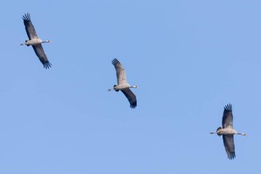 Uçuş mavi gökyüzü, (Grus grus) geçiş ortak Vinçler 
