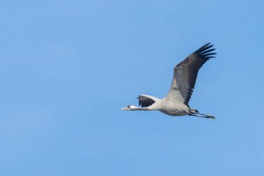Bayağı turna uçuş mavi gökyüzü (Grus grus) geçiş 