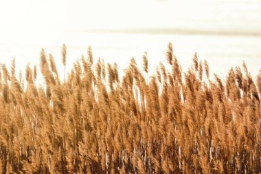 Kuru Reed suyun üzerinde eğiliyor. Nehirde gün batımı