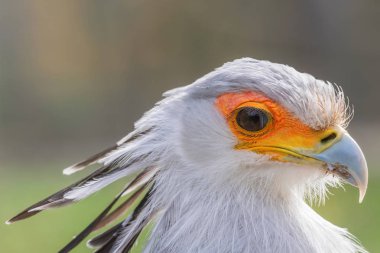Secretarybird Yakın portre, yırtıcı Afrika kuşu (Yay