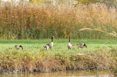 Göç mevsiminde nehirdeki Kanada kazları (Branta canadensis