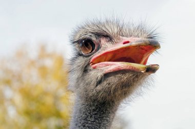Devekuşu Yakın portre, Yakın devekuşu kafası (Struthio deve