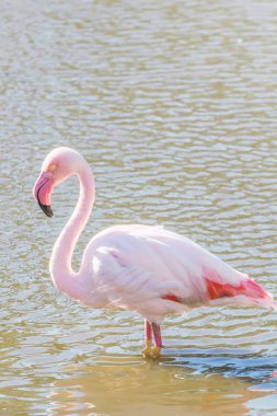 Pembe Flamingo, doğal ortamlarında büyük flamingo (Ph