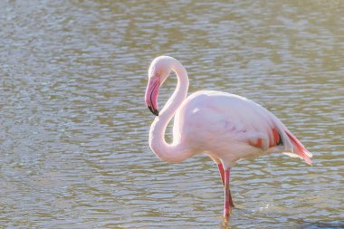 Pembe Flamingo, doğal ortamlarında büyük flamingo (Ph