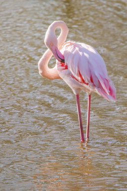 Pembe Flamingo, doğal ortamlarında büyük flamingo (Ph
