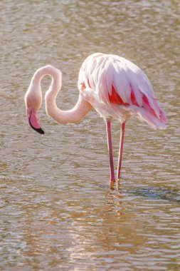 Pembe Flamingo, doğal ortamlarında büyük flamingo (Ph