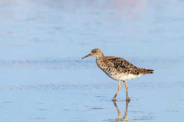 Ruff su kuşu (Philomachus pugnax) Suda yakut
