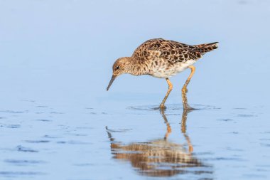 Ruff su kuşu (Philomachus pugnax) Suda yakut