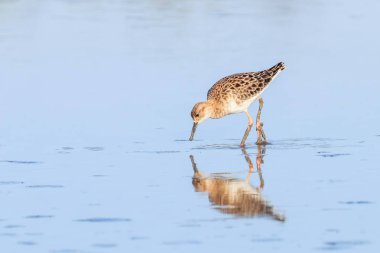 Ruff su kuşu (Philomachus pugnax) Suda yakut