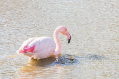 Pembe Flamingo, doğal ortamlarında büyük flamingo (Ph