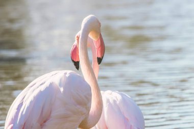 Doğal ortamda suda yürüyen iki pembe flamingo. 
