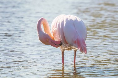 Pembe Flamingo, doğal ortamlarında büyük flamingo (Ph