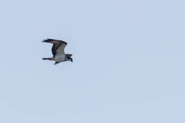 Uçan Osprey (Pandion haliaetus)