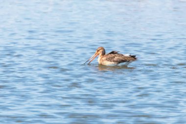 Siyah Kuyruklu Godwit (Limosa limosa) Wader Bird Yem olacak