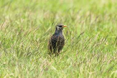 Yeşil Çimortak Starling (Sturnus vulgaris) Avrupa Starl